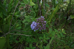 Aristeguietia lamiifolia