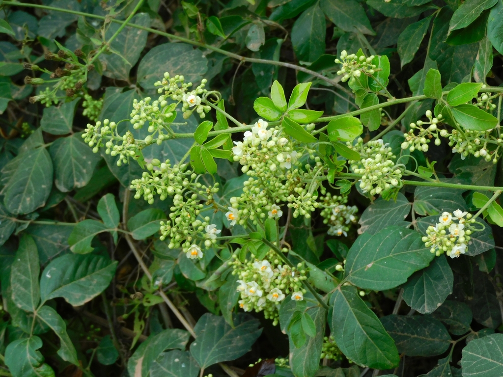 Serjania tripleuria