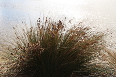 Juncus kraussii