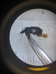 Sphaeroderus stenostomus lecontei