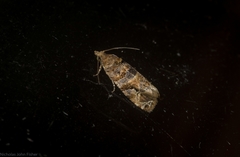 Lobesia physophora