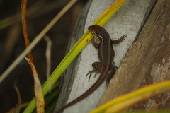 Stenocercus guentheri