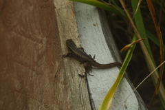 Stenocercus guentheri