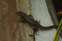 Stenocercus guentheri