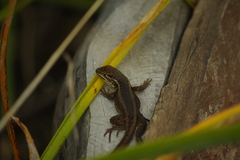 Stenocercus guentheri