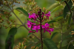 Epidendrum jamiesonis