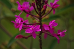 Epidendrum jamiesonis