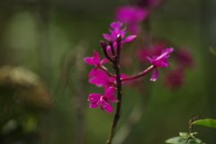 Epidendrum jamiesonis