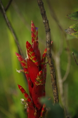 Tillandsia pastensis