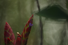 Tillandsia pastensis