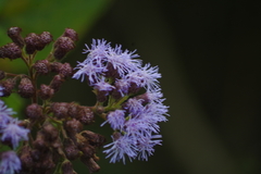 Aristeguietia lamiifolia