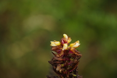 Elleanthus arpophyllostachys