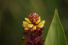 Elleanthus arpophyllostachys
