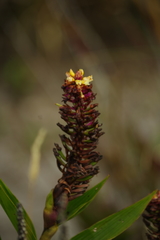 Elleanthus arpophyllostachys