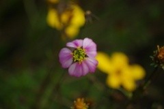 Tridax angustifolia
