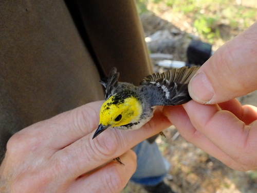 iNaturalist observation photo of Townsend's × Hermit Warbler