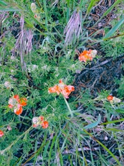 Sphaeralcea coccinea