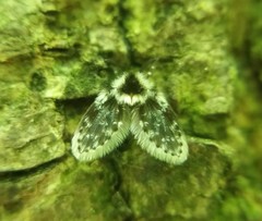 Lepiseodina conspicua