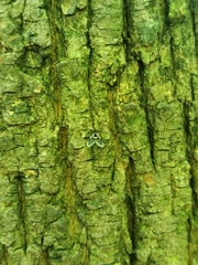 Lepiseodina conspicua
