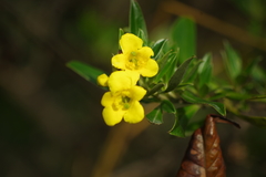 Columellia