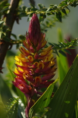 Elleanthus arpophyllostachys