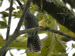 Thamnophilus multistriatus
