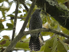 Thamnophilus multistriatus