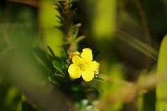 Columellia