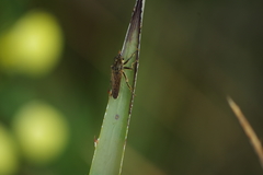 Epipamponeurus americanus