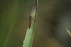 Epipamponeurus americanus