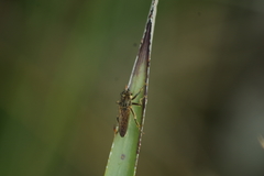 Epipamponeurus americanus