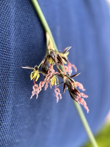 Baltic rush (Juncus balticus)