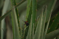 Araneus granadensis