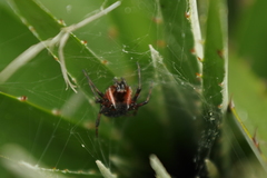 Araneus granadensis