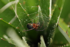 Araneus granadensis
