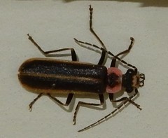 Podabrus brevicollis