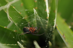 Araneus granadensis