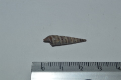 Terebridae