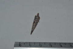 Terebridae