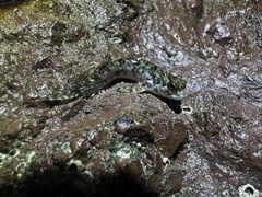Foureye Rockskipper photo 2