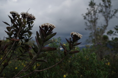 Ageratina pseudochilca