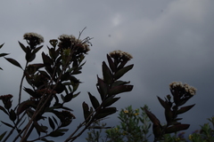 Ageratina pseudochilca