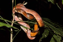 Brown Kukri Snake photo 3