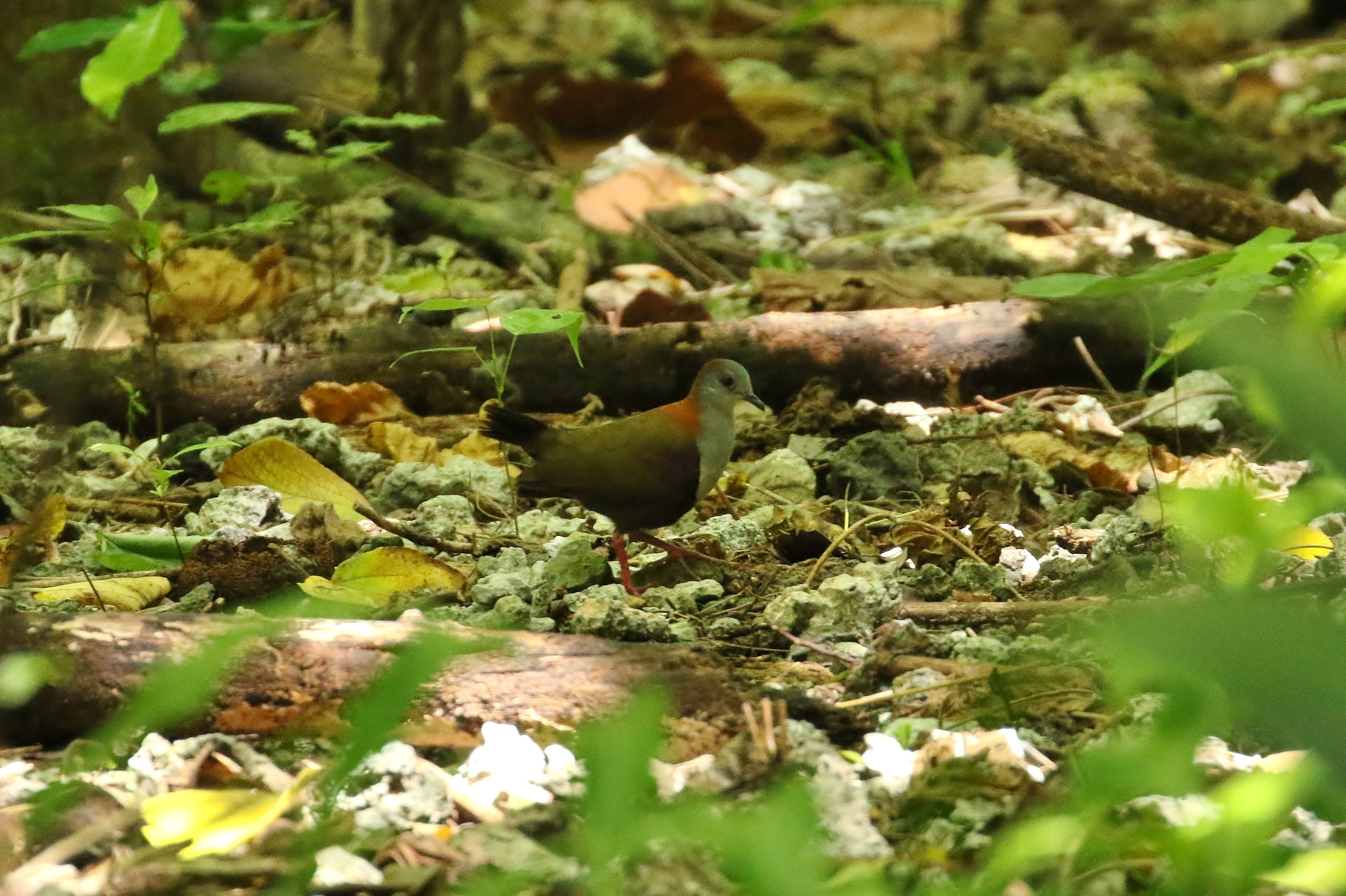 Palau Ground Dove illustration