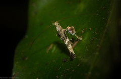 Cyphosticha panconita