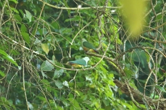 Ptilinopus pelewensis