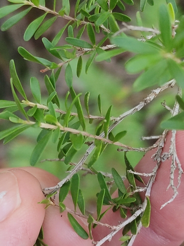 Image of Leptospermum polygalifolium by (c) Tony van Kampen, some rights reserved (CC BY)