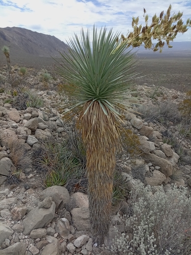 Yucca rostrata
