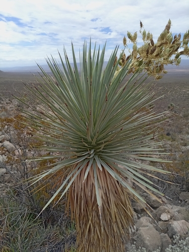 Yucca rostrata
