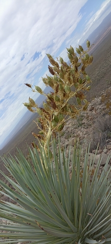 Yucca rostrata
